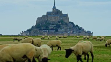 Yeşil çayırlarda otlayan koyunlar ve taze otlar yiyen Mont Saint Michel, Fransa.