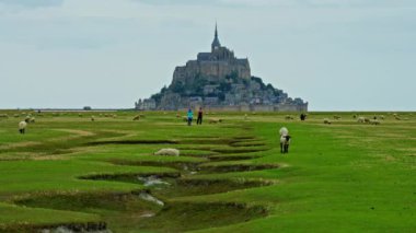 Üzerinde koyunlar olan yeşil çayırlar dünyanın en ünlü şatosu Saint Mont Michel 'in arka planında yürüyorlar. Fransa.