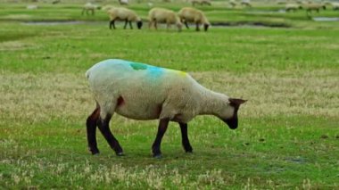 Çayırlarda otlayan ve ot yiyen koyun sürüsü ya da koyun sürüsü.