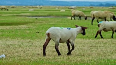 Çayırlarda otlayan ve ot yiyen koyun sürüsü ya da koyun sürüsü.