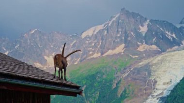 Arka planda dağlar olan bir evin çatısında dağ keçisi. Mont Blanc, buzul, Chamonix, Graian Alpleri Fransa, Avrupa.