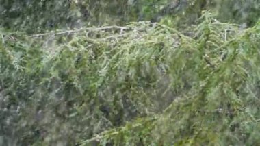 Pencerenin dışındaki kar yağışı, yeşil ormanı görkemli bir kar örtülü ağaç ve beyaz örtüye dönüştürüyor. Kış hissi: Kertenkele ve kar yağışı soğuk ve kış atmosferleri ekler.