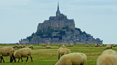 Yeşil çayırlarda otlayan koyunlar ve taze otlar yiyen Mont Saint Michel, Fransa.