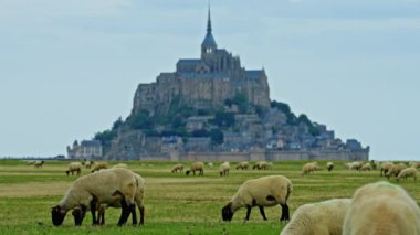 Yeşil çayırlarda otlayan koyunlar ve taze otlar yiyen Mont Saint Michel, Fransa.