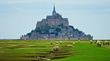Üzerinde koyunlar olan yeşil çayırlar dünyanın en ünlü şatosu Saint Mont Michel 'in arka planında yürüyorlar. Fransa.