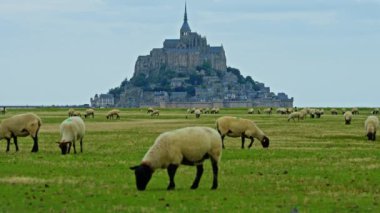 Yeşil çayırlarda otlayan koyunlar ve taze otlar yiyen Mont Saint Michel, Fransa.