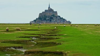 Üzerinde koyunlar olan yeşil çayırlar dünyanın en ünlü şatosu Saint Mont Michel 'in arka planında yürüyorlar. Fransa.