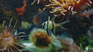 Su altı dünyası: suyun altında parlak egzotik balıklar.