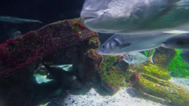 Sualtı Tropikal Hayatı. Su altı deniz balığı. Tropik balık resifi denizcisi. Renkli sualtı deniz manzarası. Resif mercan sahnesi. Mercan bahçesi deniz manzarası. Renkli tropikal mercan resifleri.