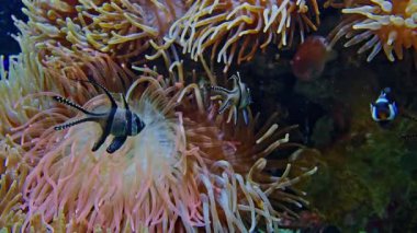 Farklı türlerden gelen renkli tropikal balıklar, turkuaz su arka planındaki mercan bahçesindeki sert mercanlarla kaplı güzel bir resifin üzerinde yüzerler..