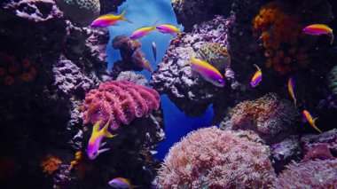 Farklı türlerden gelen renkli tropikal balıklar, turkuaz su arka planındaki mercan bahçesindeki sert mercanlarla kaplı güzel bir resifin üzerinde yüzerler..