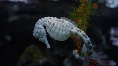 Farklı türlerden gelen renkli tropikal balıklar, turkuaz su arka planındaki mercan bahçesindeki sert mercanlarla kaplı güzel bir resifin üzerinde yüzerler..