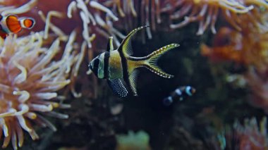 Su altı dünyası. Akvaryumda yüzen egzotik ve renkli balıklar, canlı bir sualtı ortamı ile çevrili..