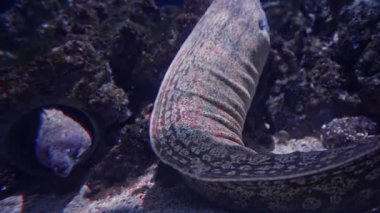 Sualtı Tropikal Hayatı. Su altı deniz balığı. Tropik balık resifi denizcisi. Renkli sualtı deniz manzarası. Resif mercan sahnesi. Mercan bahçesi deniz manzarası. Renkli tropikal mercan resifleri.