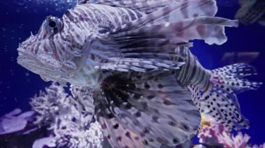 Kırmızı Aslan Balığı ya da Aslan Balığı avı güneşli bir günde Hardyhead Gümüş Balık sürüsünün yanında yüzer..