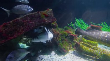 Farklı türlerden gelen renkli tropikal balıklar, turkuaz su arka planındaki mercan bahçesindeki sert mercanlarla kaplı güzel bir resifin üzerinde yüzerler..