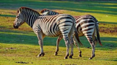Bir çift zebra birlikte oynuyorlar ve birbirlerini seviyorlar vahşi doğada çayırlarda otluyorlar..
