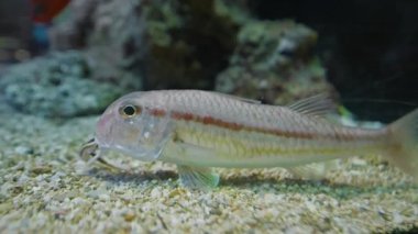 Sualtı Tropikal Hayatı. Su altı deniz balığı. Tropik balık resifi denizcisi. Renkli sualtı deniz manzarası. Resif mercan sahnesi. Mercan bahçesi deniz manzarası. Renkli tropikal mercan resifleri.