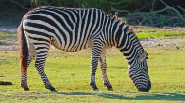 Çizgili bir Afrika zebrasının çayırda tek başına durup yemek yemesi. Nesli tükenmekte olan hayvan türlerinin vahşi yaşamı.