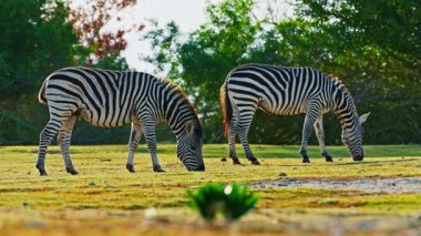 Bir çift zebra, bozkırın çayırlarında birlikte otlar..