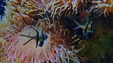 Sualtı Tropikal Hayatı. Su altı deniz balığı. Tropik balık resifi denizcisi. Renkli sualtı deniz manzarası. Resif mercan sahnesi. Mercan bahçesi deniz manzarası. Renkli tropikal mercan resifleri.