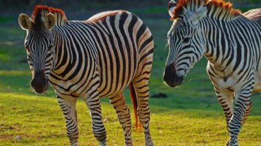 Bir çift zebra birlikte vahşi doğada bir çayırda birbirlerini sevip oynuyorlar. Yakın çekim..