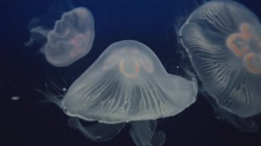 Su altı dünyası. Suyun altında yüzen devasa zehirli denizanaları..