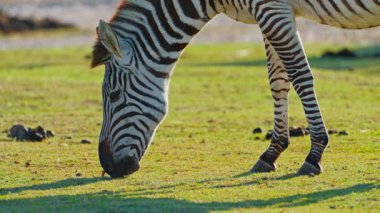 Çizgili bir Afrika zebrasının çayırda tek başına durup yemek yemesi. Nesli tükenmekte olan hayvan türlerinin vahşi yaşamı.