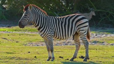 Çayırda tek başına duran çizgili bir Afrika zebrasının yakın çekimi. Nesli tükenmekte olan hayvan türlerinin vahşi yaşamı.