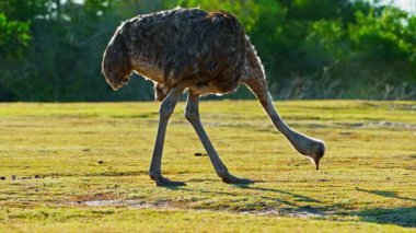 Uçsuz bucaksız çayırlarda otlayan bir devekuşu kendim için yiyecek topluyor..