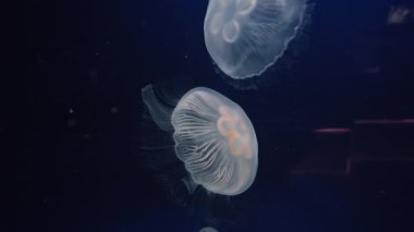 Su altı dünyası. Suyun altında yüzen devasa zehirli denizanaları..