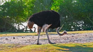 Uçsuz bucaksız çayırlarda otlayan bir devekuşu kendim için yiyecek topluyor..