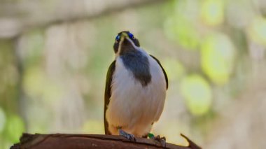 Mavi benekli egzotik bir kuş. 