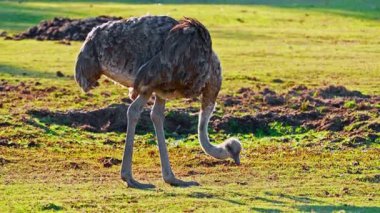 Uçsuz bucaksız çayırlarda otlayan bir devekuşu kendim için yiyecek topluyor..