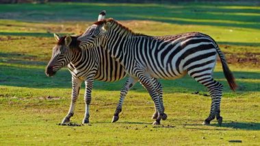 Bir çift zebra birlikte oynuyorlar ve birbirlerini seviyorlar vahşi doğada çayırlarda otluyorlar..
