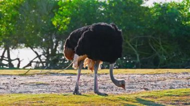 Uçsuz bucaksız çayırlarda otlayan bir devekuşu kendim için yiyecek topluyor..