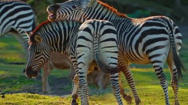 Bir çift zebra birlikte vahşi doğada bir çayırda birbirlerini sevip oynuyorlar. Yakın çekim..