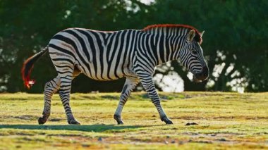 Çayırda tek başına yürüyen çizgili bir Afrika zebrasının yakın çekimi. Nesli tükenmekte olan hayvan türlerinin vahşi yaşamı.