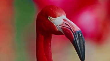 Parlak kırmızı bir Amerikan flamingosunu kapat. Bu yakın çekim videosu ayrıntılı bir görünümü gösterir. Pembe kuşlarla güzel pembe bir arka plan. Gölde muhteşem pembe flamingolar.
