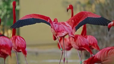 Parlak kırmızı bir Amerikan flamingosunu kapat. Bu yakın çekim videosu ayrıntılı bir görünümü gösterir. Pembe kuşlarla güzel pembe bir arka plan. Gölde muhteşem pembe flamingolar.