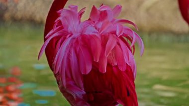 Parlak kırmızı bir Amerikan flamingosunu kapat. Bu yakın çekim videosu ayrıntılı bir görünümü gösterir. Pembe kuşlarla güzel pembe bir arka plan. Gölde muhteşem pembe flamingolar.