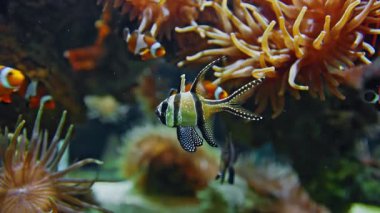 Su altı dünyası. Akvaryumda yüzen egzotik ve renkli balıklar, canlı bir sualtı ortamı ile çevrili..