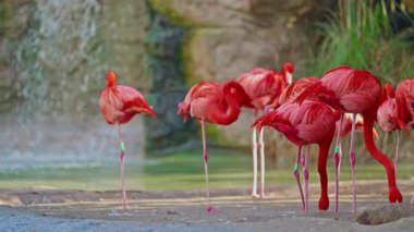 Parlak kırmızı bir Amerikan flamingosunu kapat. Bu yakın çekim videosu ayrıntılı bir görünümü gösterir. Pembe kuşlarla güzel pembe bir arka plan. Gölde muhteşem pembe flamingolar.
