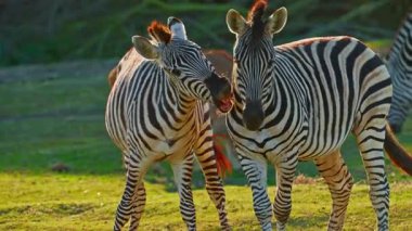 Bir çift zebra birlikte vahşi doğada bir çayırda birbirlerini sevip oynuyorlar. Yakın çekim..