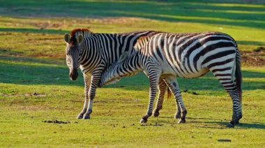 Bir çift zebra birlikte oynuyorlar ve birbirlerini seviyorlar vahşi doğada çayırlarda otluyorlar..