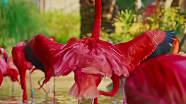 Parlak kırmızı bir Amerikan flamingosunu kapat. Bu yakın çekim videosu ayrıntılı bir görünümü gösterir. Pembe kuşlarla güzel pembe bir arka plan. Gölde muhteşem pembe flamingolar.