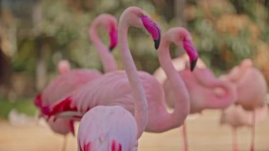 Pembe gagalı bir grup pembe flamingo..