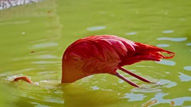 Parlak kırmızı bir Amerikan flamingosunu kapat. Bu yakın çekim videosu ayrıntılı bir görünümü gösterir. Pembe kuşlarla güzel pembe bir arka plan. Gölde muhteşem pembe flamingolar.