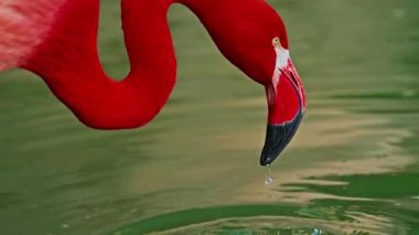 Parlak kırmızı bir Amerikan flamingosunu kapat. Bu yakın çekim videosu ayrıntılı bir görünümü gösterir. Pembe kuşlarla güzel pembe bir arka plan. Gölde muhteşem pembe flamingolar.