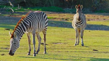 Bir çift zebra, bozkırın çayırlarında birlikte otlar..